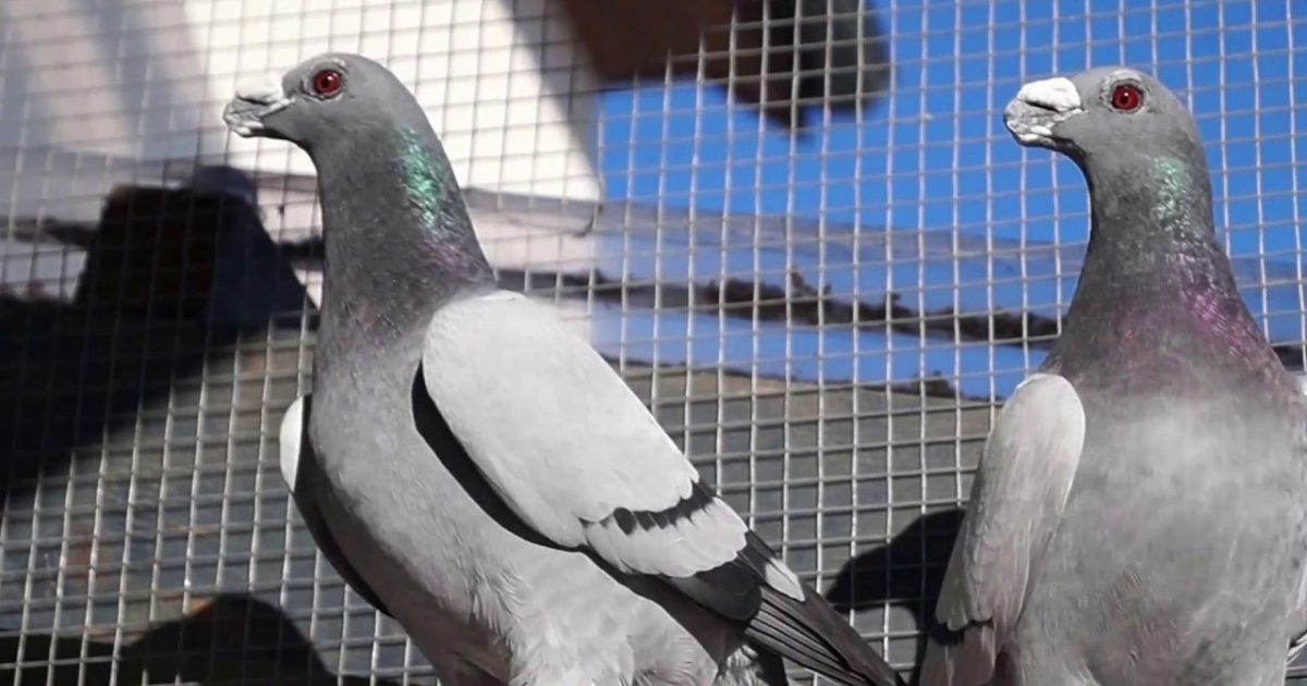 افضل شركة تركيب طارد حمام بنجران
